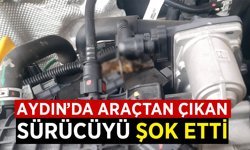 Aydın'da araçtan çıkan şey sürücüyü şok etti!