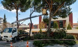 Efeler’de tehlike arz eden ağaçlara bakım