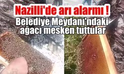 Nazilli'de arı alarmı!