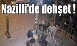 Nazilli’de başıboş köpekler, kediyi parçaladı