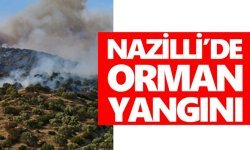 Nazilli'de orman yangını! 4 dönüm alan zarar gördü