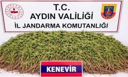 Nazilli’de uyuşturucu operasyonu: 1 kişi tutuklandı