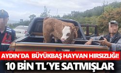 Aydın'da büyükbaş hayvan hırsızlığı! 10 bin TL’ye satmışlar