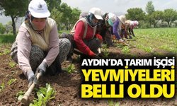 Aydın’da tarım işçisi yevmiyeleri belli oldu