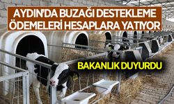 Aydın’da Buzağı Destekleme Ödemeleri hesaplara yatıyor