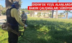 Didim’de yeşil alanlarda bakım çalışmaları sürüyor