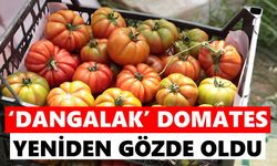 İncirliova’da yerli domates hasadı başladı