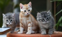 Korkunç olay: Çöp kenarında 33 kedi ölü bulundu