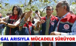 Köşk'te gal arısıyla mücadele sürüyor