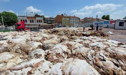 Kurbanın en değerli yeri belli oldu! Adeta altın değerinde