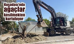 Kuşadası’nda 410 ağaç doğaya yeniden kazandırıldı