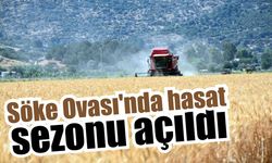 Söke Ovası’nda buğday hasadı başladı