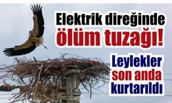 Söke’de leylek yuvası ölümcül tehlikeden son anda kurtarıldı