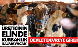 Üreticinin elinde kurbanlık kalmayacak! Devlet devreye girdi