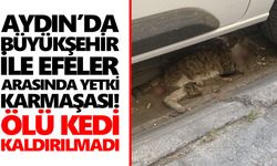 Aydın’da Büyükşehir ile Efeler arasında yetki karmaşası! Ölü kedi kaldırılmadı