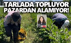 Aydın’da kavurucu sıcakta ekmek mücadelesi: Tarlada topluyor, pazardan alamıyor!