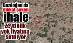 Bozdoğan’da asırlık zeytinlik icradan satışta