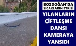 Bozdoğan’da sıcakların etkisi: Yılanların çiftleşme dansı kameraya yansıdı