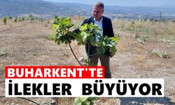 Buharkent'te ilekler büyüyor
