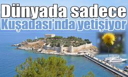 Dünyada sadece Kuşadası’nda yetişiyor
