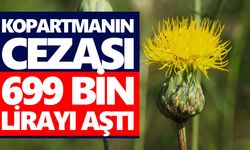 Aydın’da endemik bitki 2026 yılının ilk çiçeğini açtı! Kopartmanın cezası 699 bin lirayı aştı