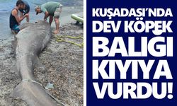 Kuşadası’nda dev köpek balığı kıyıya vurdu!