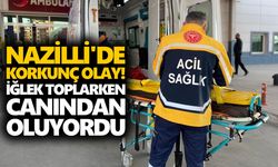 Nazilli'de korkunç olay! İğlek toplarken canından oluyordu