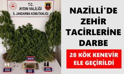 Nazilli’de zehir tacirlerine darbe: Bahçeden kenevir tarlası çıktı