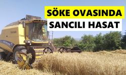 Söke Ovasında sancılı hasat