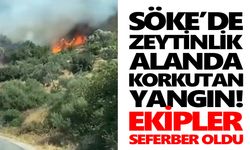 Söke’de zeytinlik alanda korkutan yangın! Ekipler seferber oldu