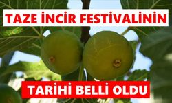 Türkiye'nin tek taze incir festivali için geri sayım başladı