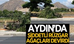 Aydın'da şiddetli rüzgar ağaçları devirdi
