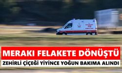 Aydın'da zakkum merakı canından ediyordu