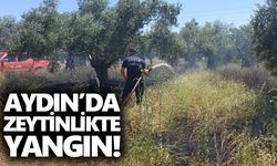 Aydın’da zeytinlikte yangın!