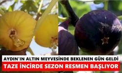 Aydın'ın altın meyvesinde beklenen gün geldi! Taze incirde sezon resmen başlıyor
