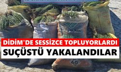 Didim'de sessizce topluyorlardı: Jandarma suçüstü yakaladı