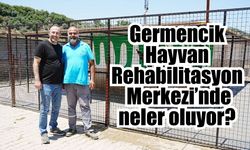 Germencik'te dikkat çeken hayvan barınağı hamlesi