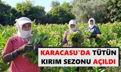 Karacasu'da tütün kırım sezonu açıldı