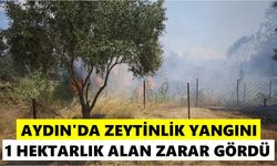 Nazilli'de zeytinlik alevlere teslim oldu