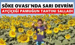 Söke Ovası'nda sarı devrim: Ayçiçeği pamuğun tahtını salladı