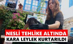 Söke'de nesli tükenme tehlikesindeki kara leylek kurtarıldı