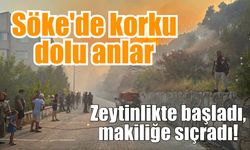 Söke'de zeytinlik alevlere teslim oldu!