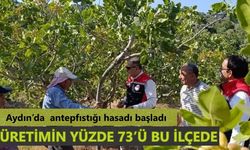 Aydın’da antepfıstığı hasadı başladı