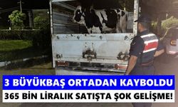 Çine’de 365 bin liralık hayvan satışı karıştı! Gerçek Nazilli’de ortaya çıktı