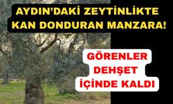 Aydın'daki zeytinlikte 53 yaşındaki adam ölü bulundu