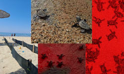Aydın'da onlarca caretta caretta yavrusu denizle buluştu