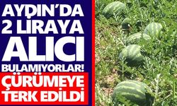 Aydın’da 2 liraya alıcı bulamıyorlar! Çürümeye terk edildi