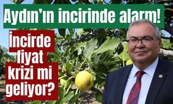 Aydın’ın incirinde kritik sezon! Üreticinin gözü şimdi fiyatta