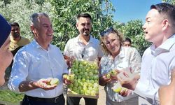 Çin’den Buharkent’e uzanan incir köprüsü!