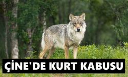 Çine’de kurt kabusu